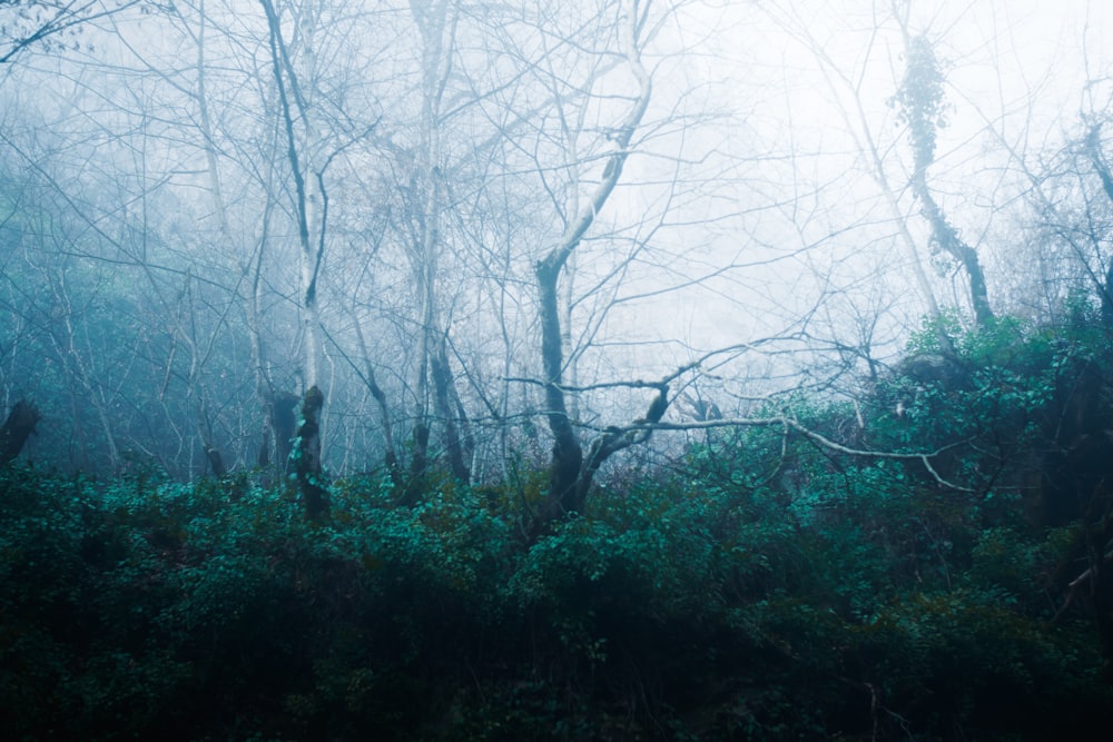 a foggy forest filled with lots of trees