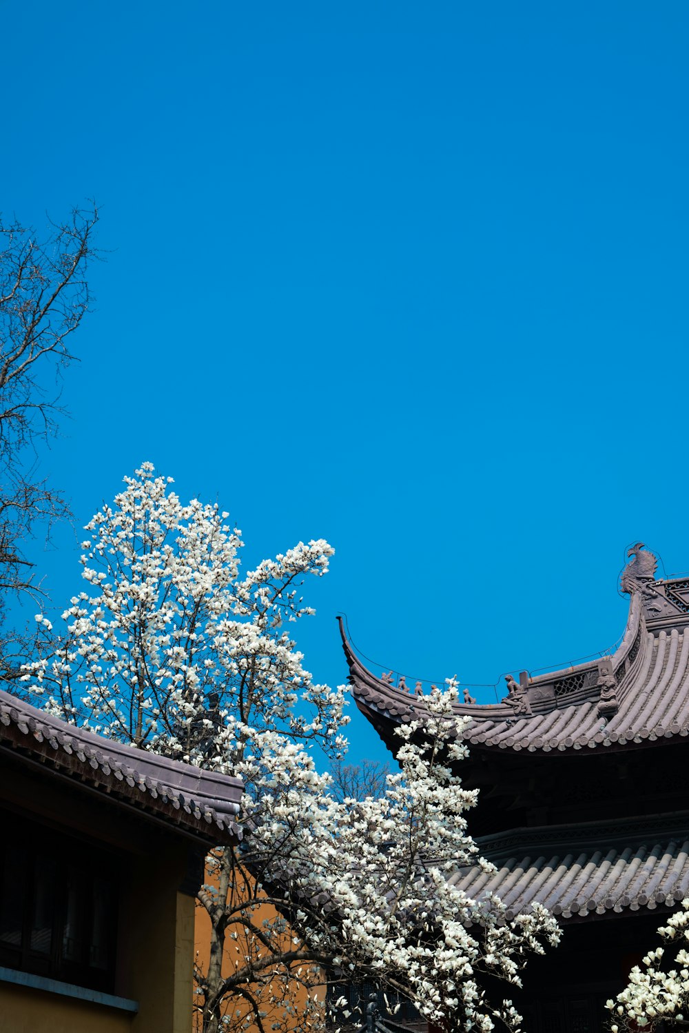 a tree with white flowers in front of a building