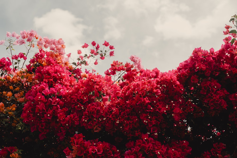 a bunch of red flowers that are on a tree