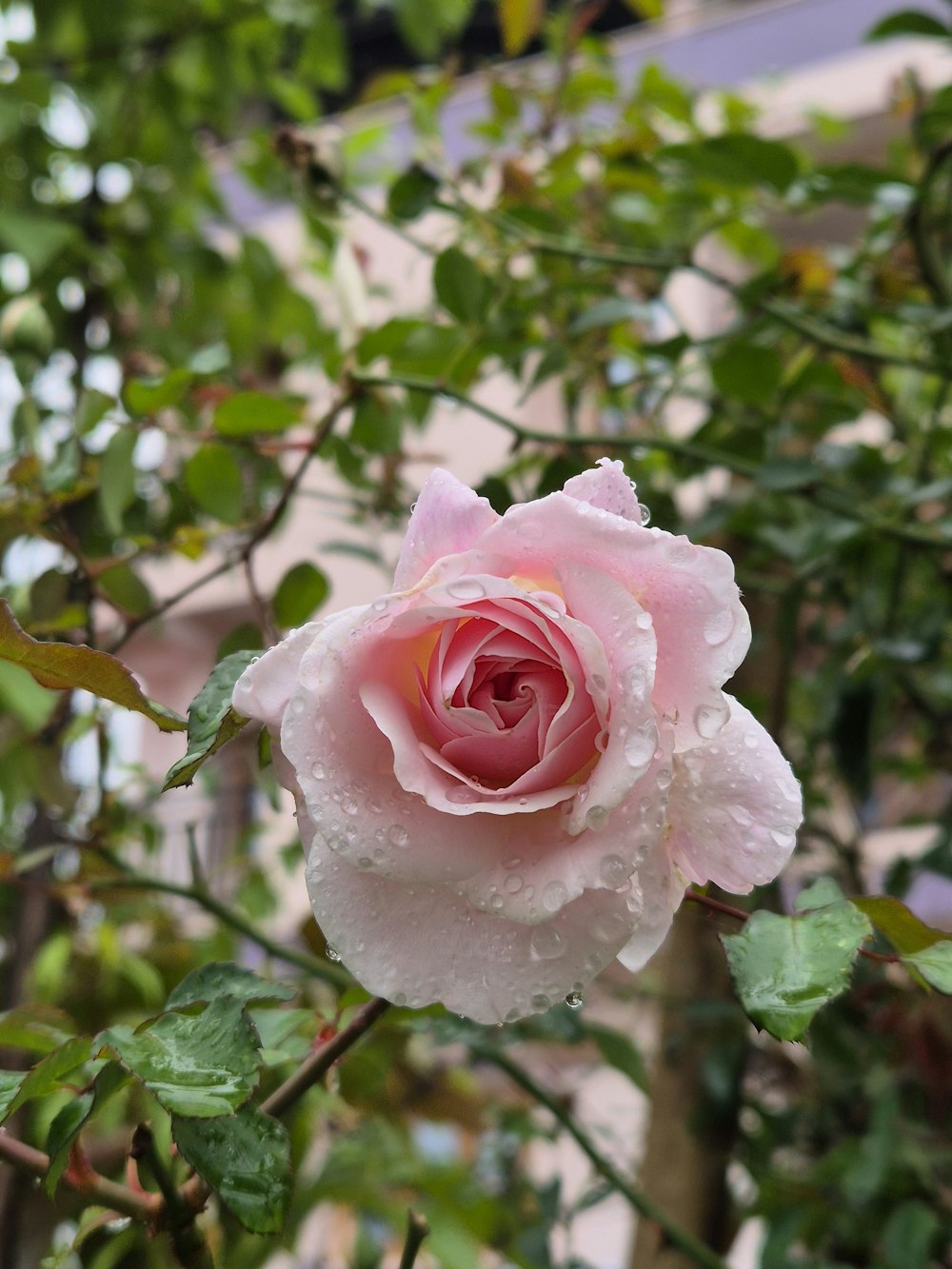 a pink rose with water droplets on it