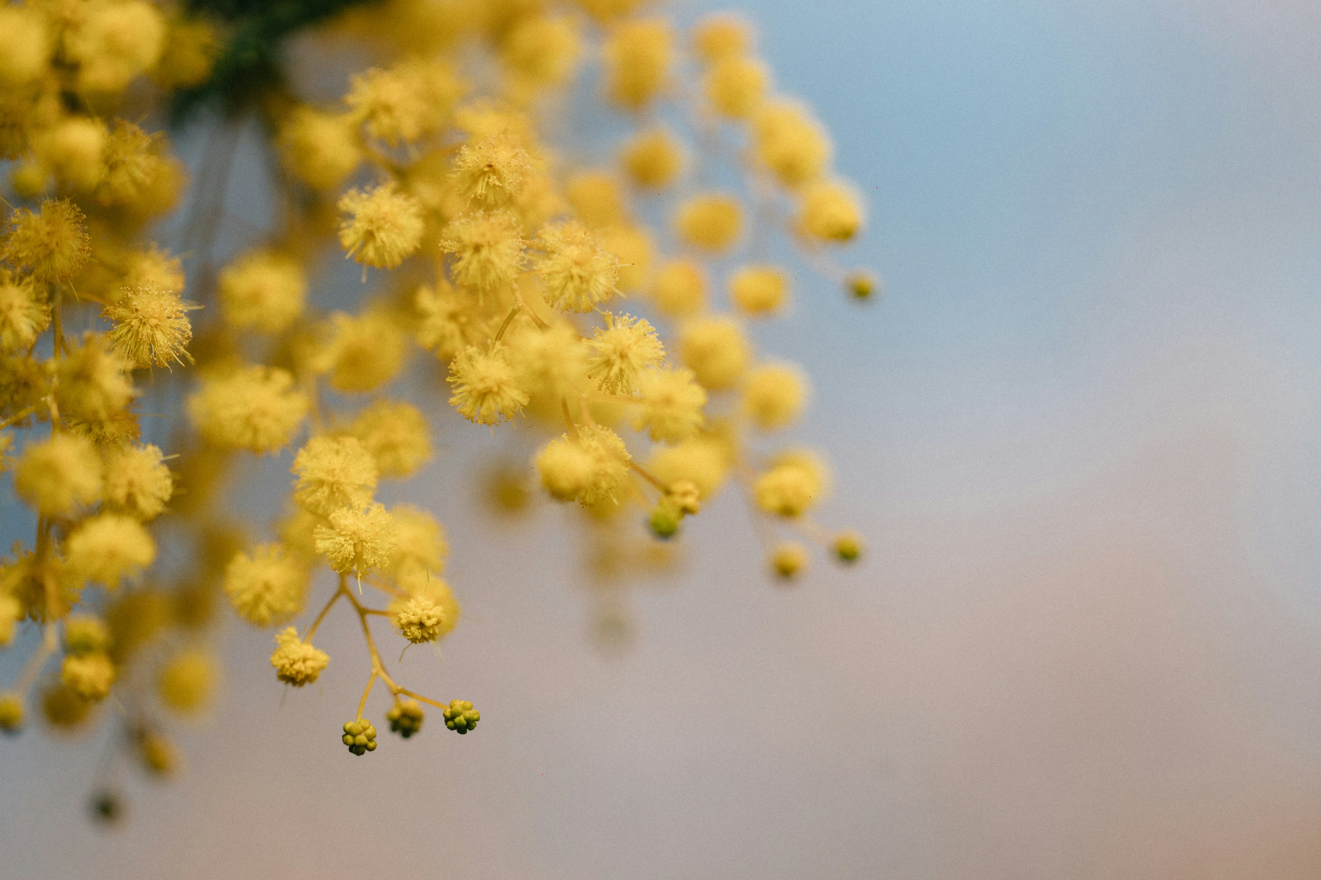 ein Strauß gelber Blumen, die an einem Baum hängen