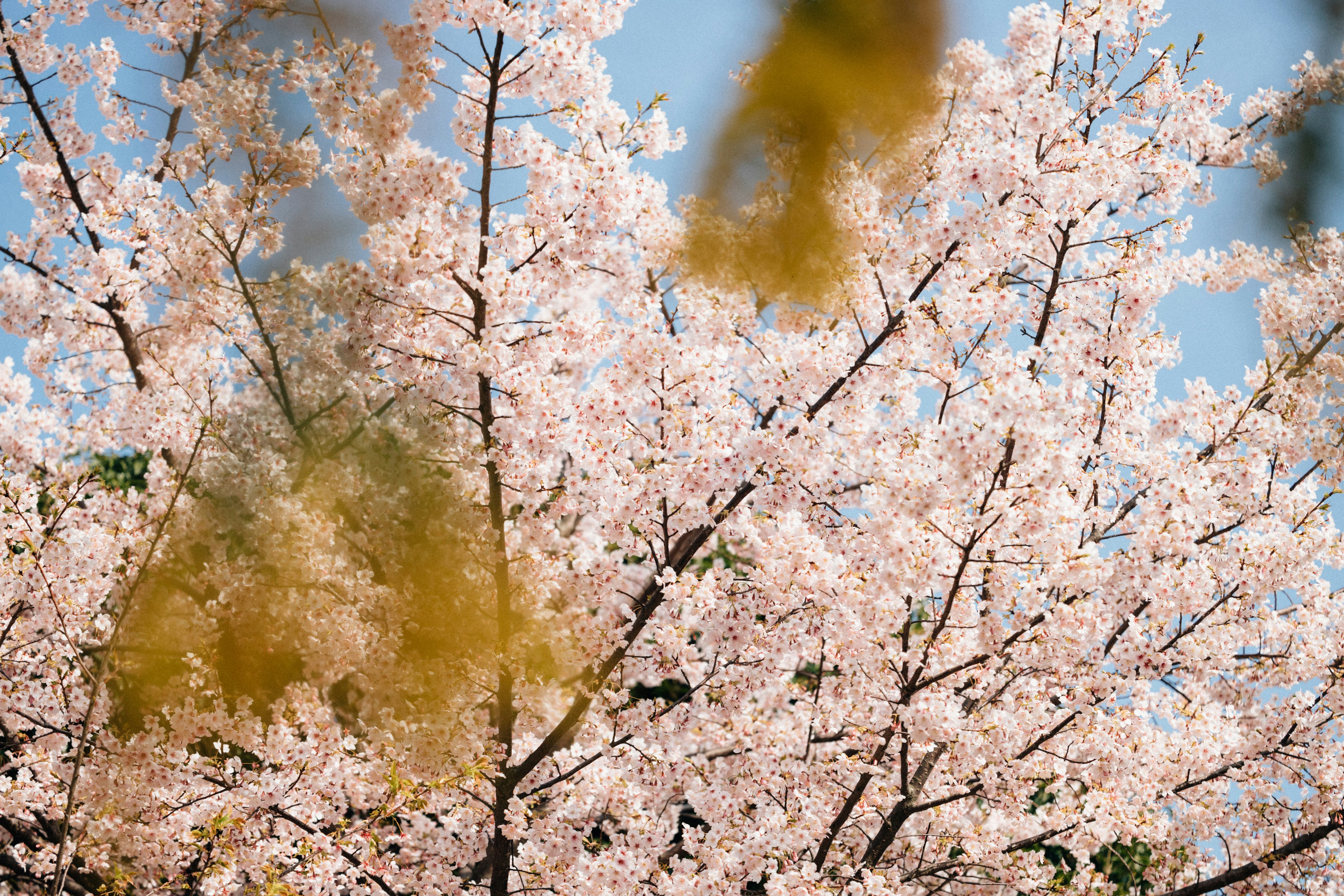 Photo by tsuyoshikozu