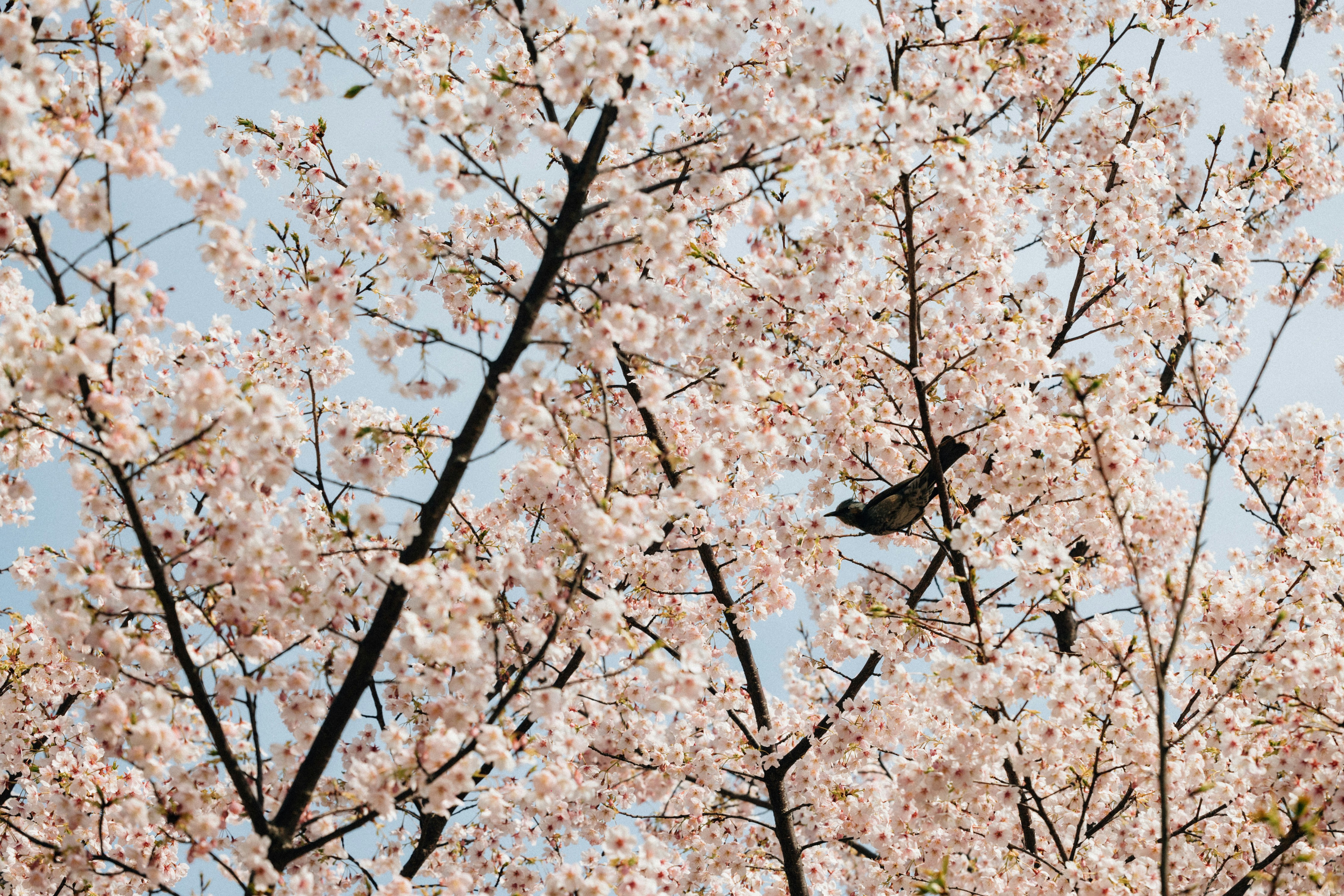 Photo by tsuyoshikozu