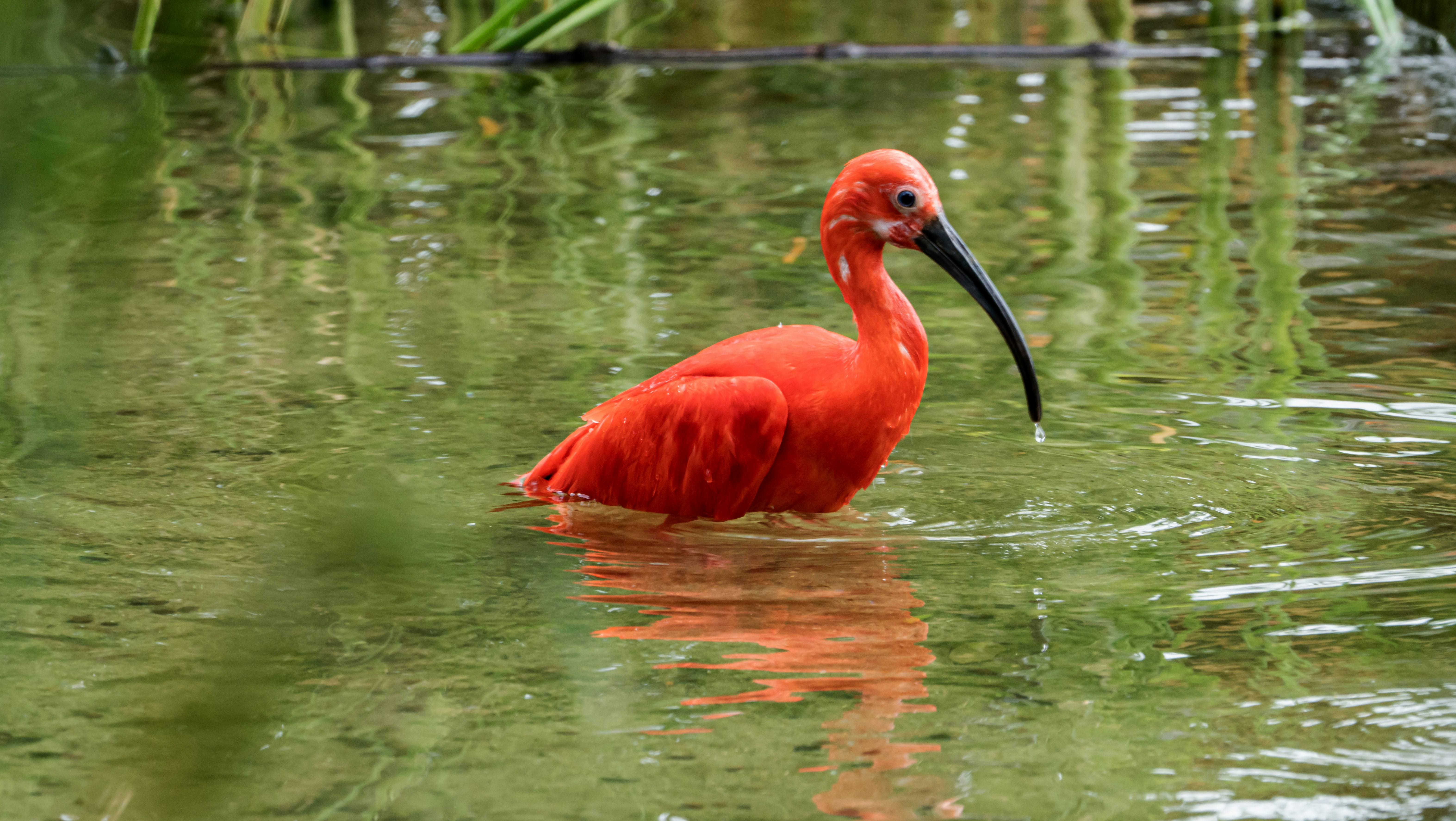 Scarlett IBIS