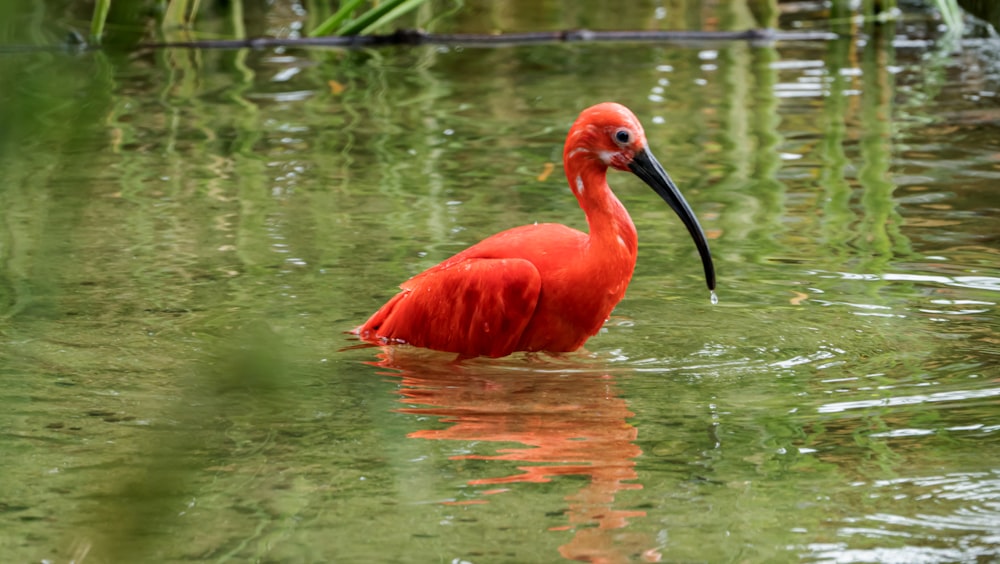 a red bird with a long beak wading in a pond