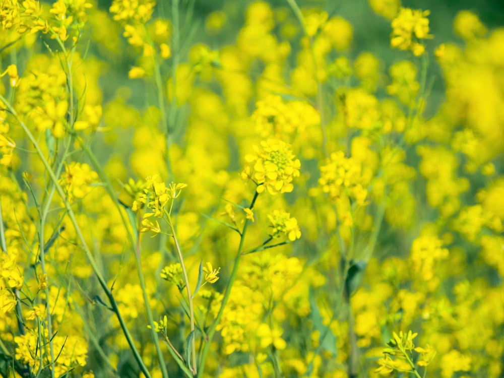 a bunch of yellow flowers that are in the grass