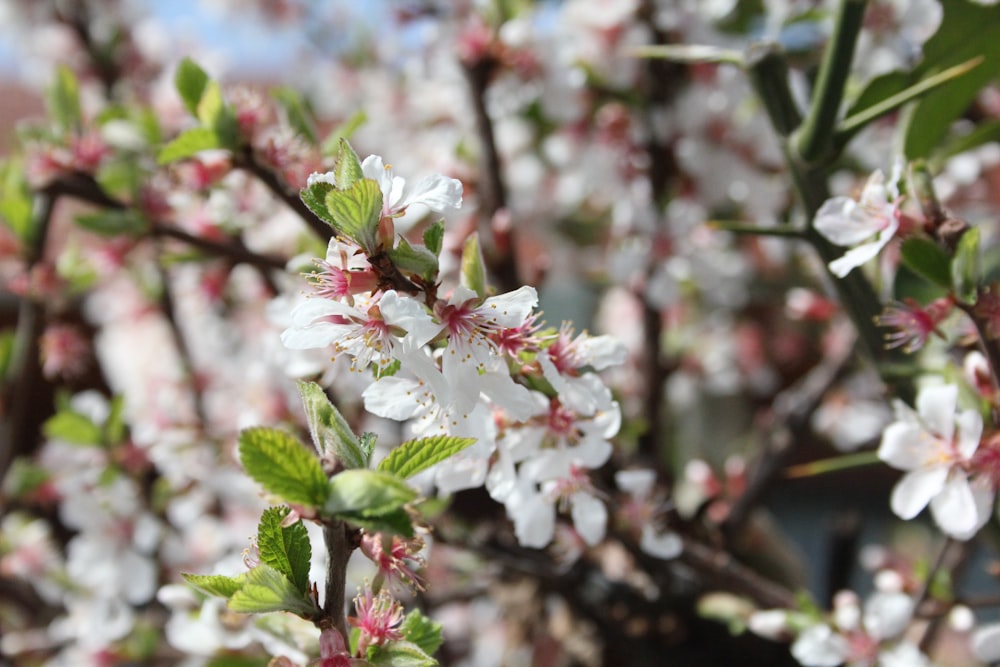 a tree with white flowers and green leaves