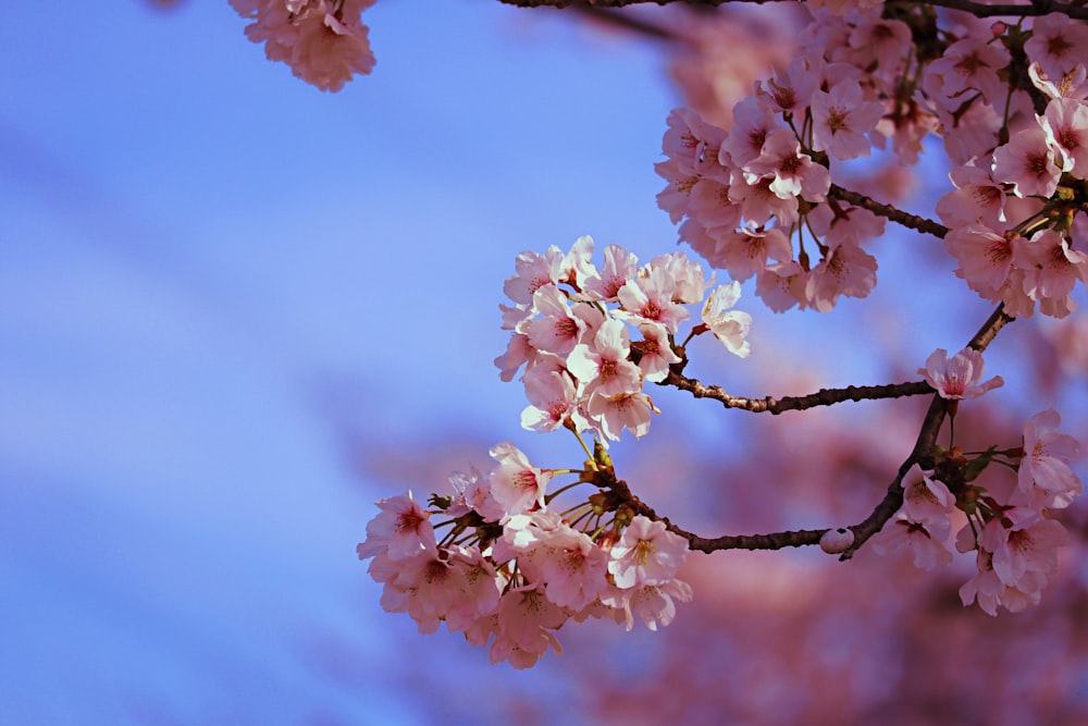 a branch of a tree with pink flowers