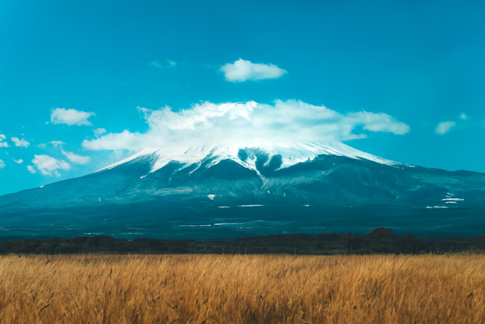 a tall grass field with a mountain in the background