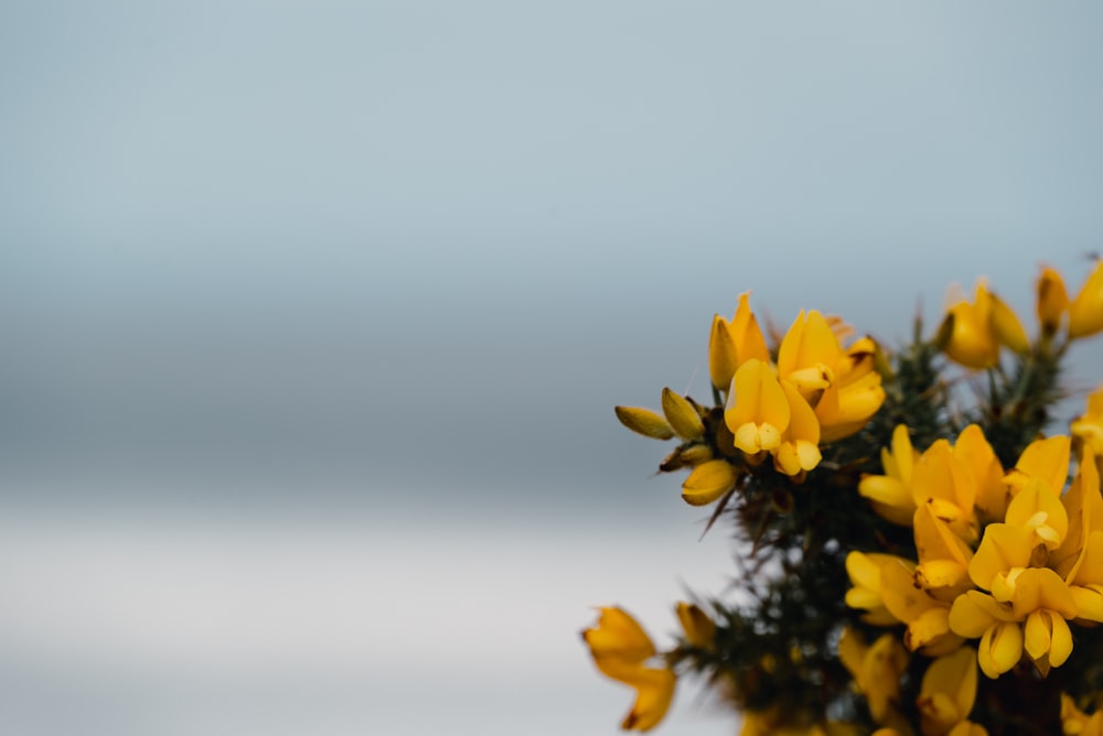 a close up of yellow flowers on a tree