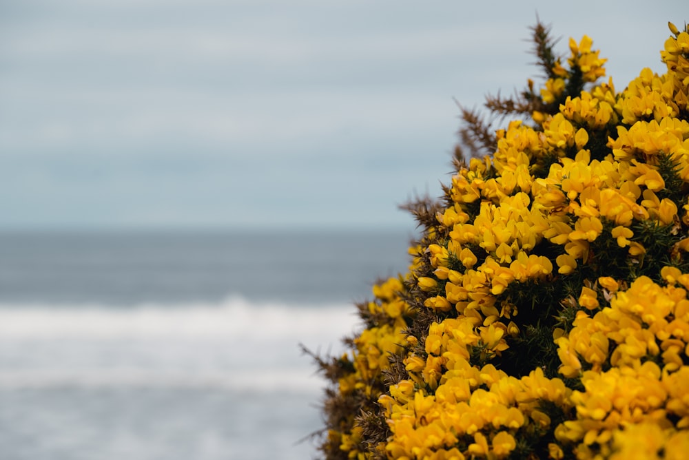 a bush of yellow flowers next to a body of water