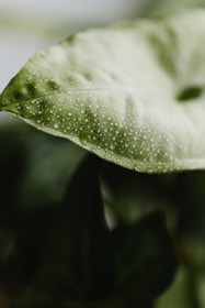 a close up of a green leaf with drops of water on it