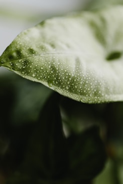 a close up of a green leaf with drops of water on it