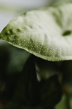 a close up of a green leaf with drops of water on it