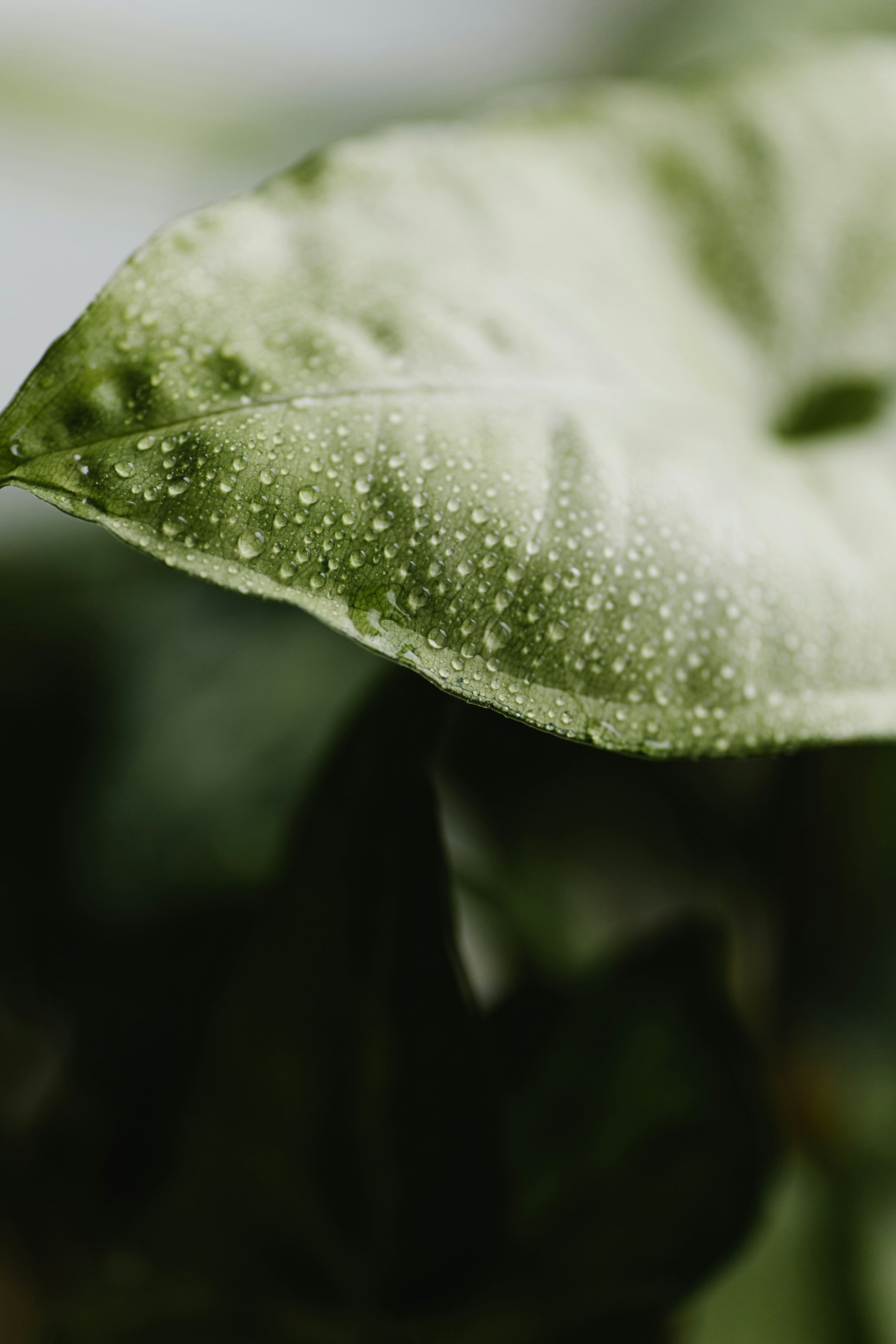 a close up of a green leaf with drops of water on it
