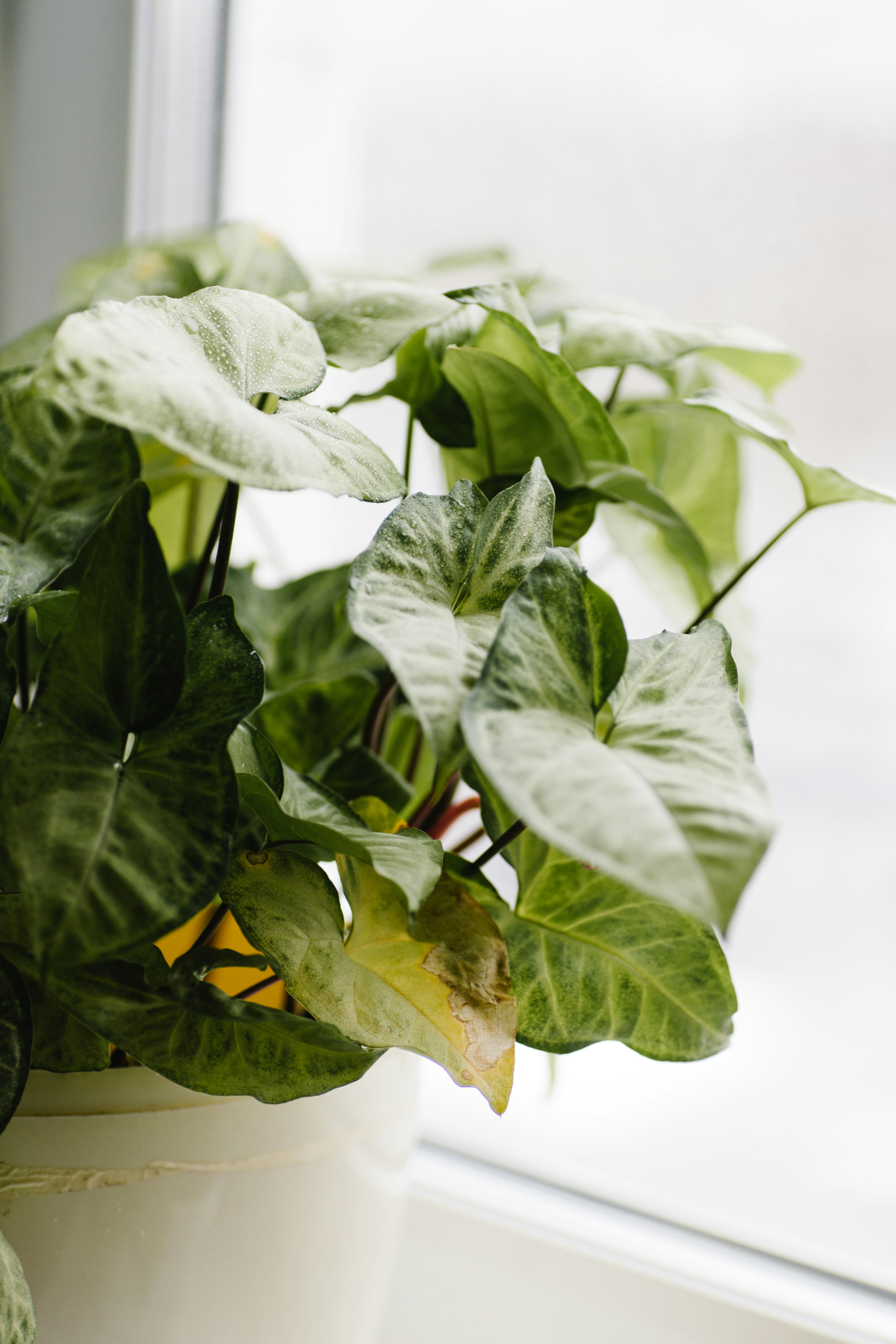 a potted plant in front of a window