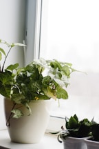 a potted plant sitting on top of a window sill