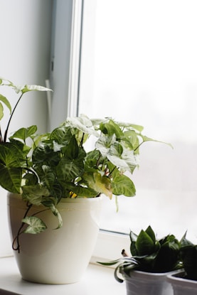 a potted plant sitting on top of a window sill