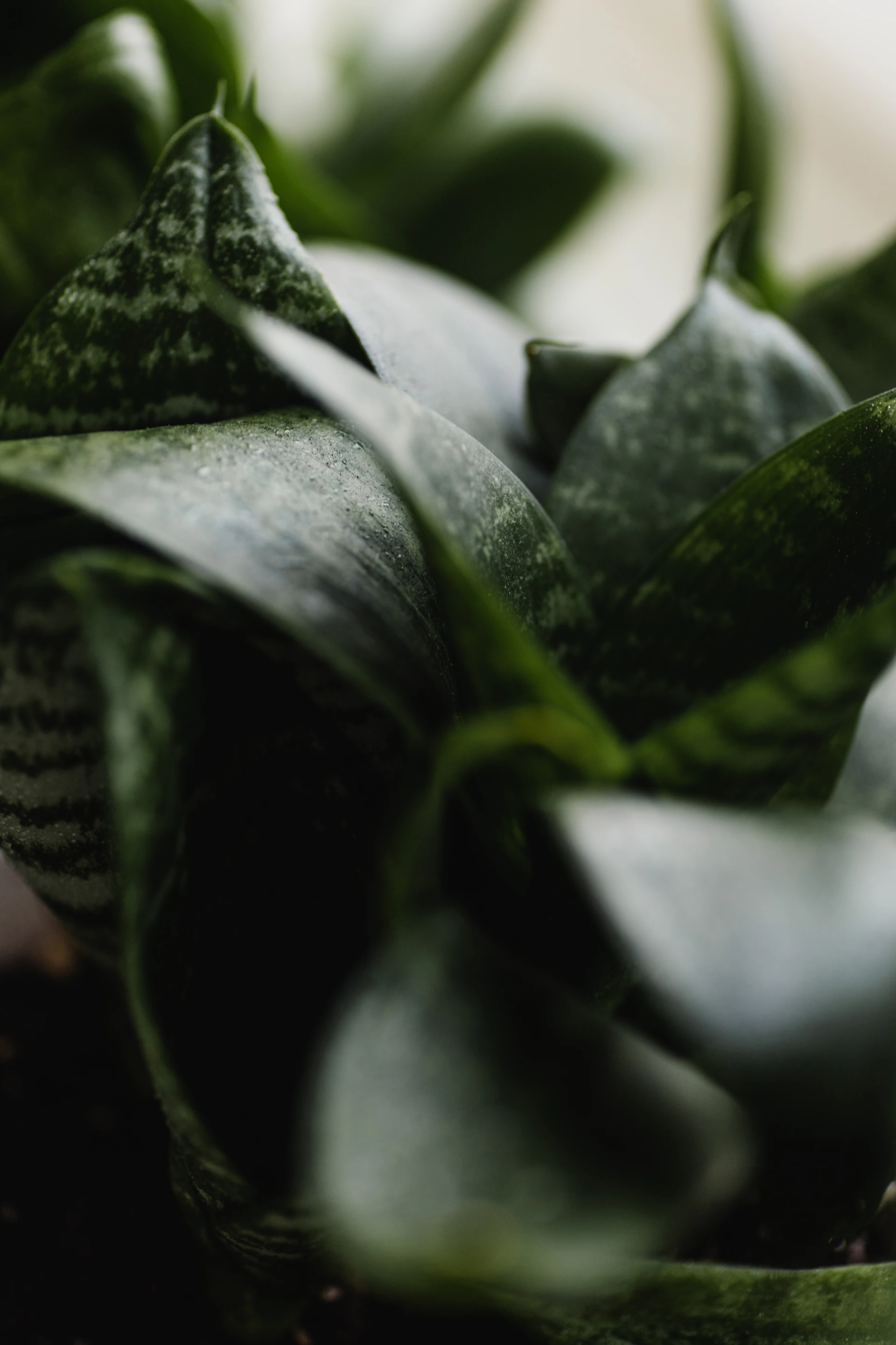 a close up of a plant with green leaves