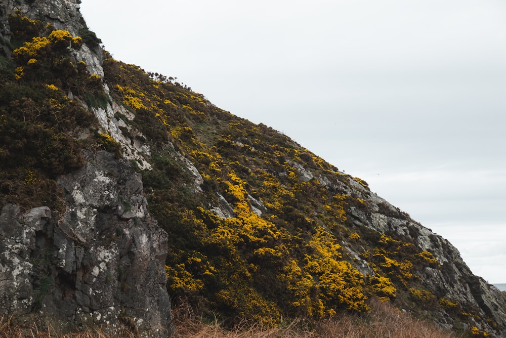 a large rock with yellow flowers growing on it