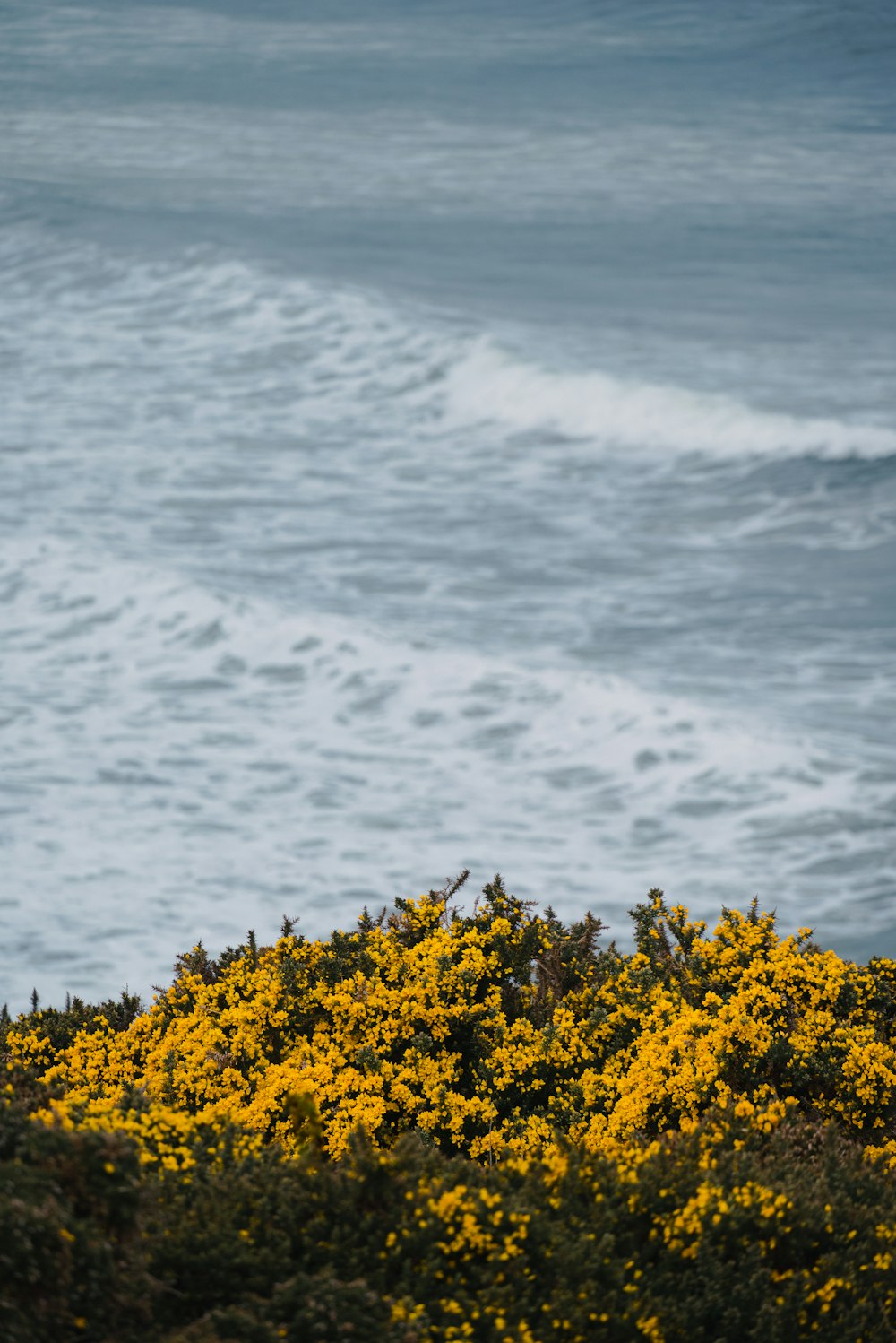 a bird sitting on top of a bush next to the ocean