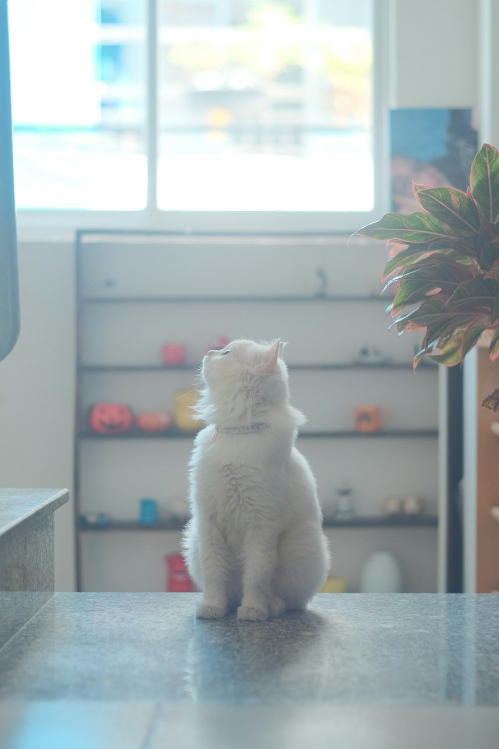 a white cat sitting on top of a counter next to a potted plant