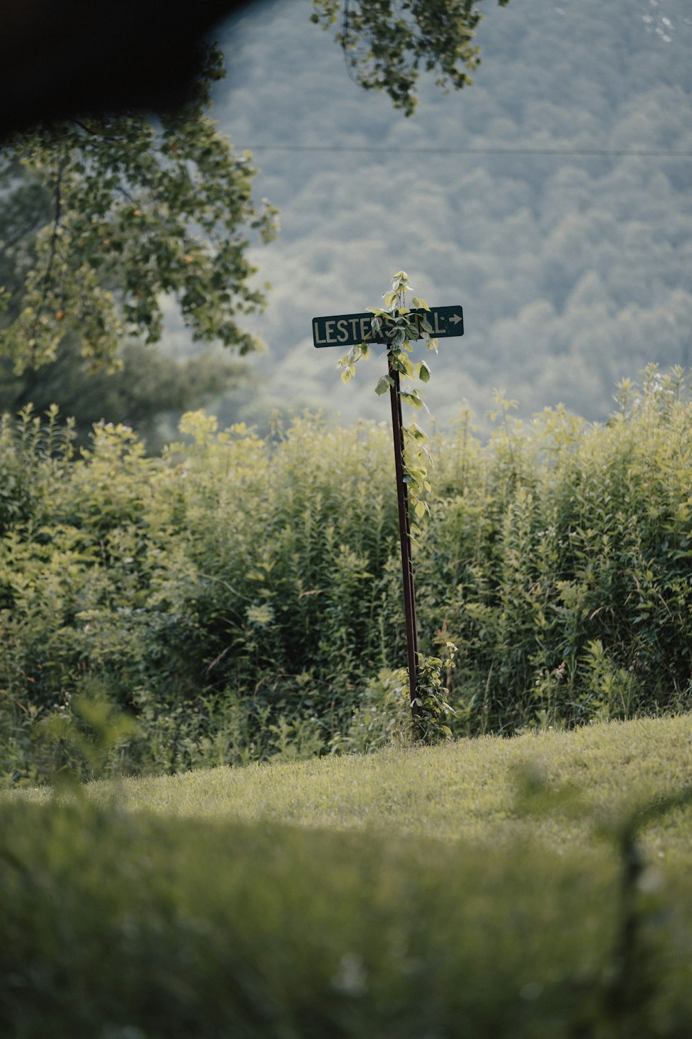 a street sign in the middle of a field