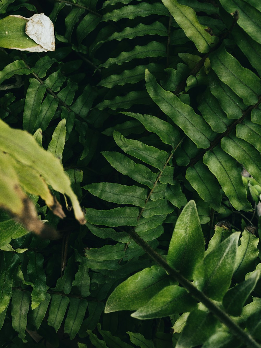 a close up of a plant with green leaves