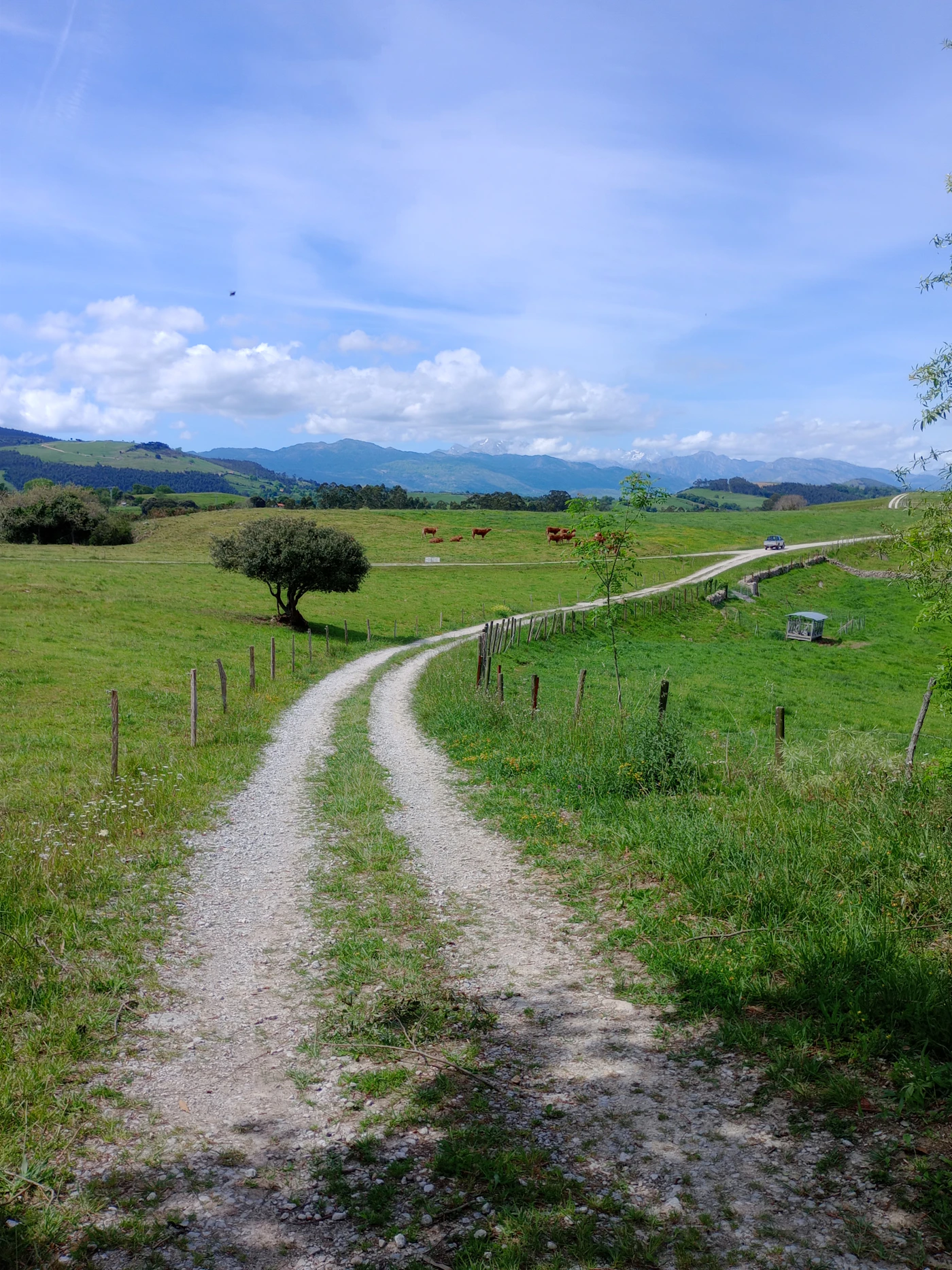 Camino de tierra entre prados verdes de Galicia en el tramo Sarria–Santiago