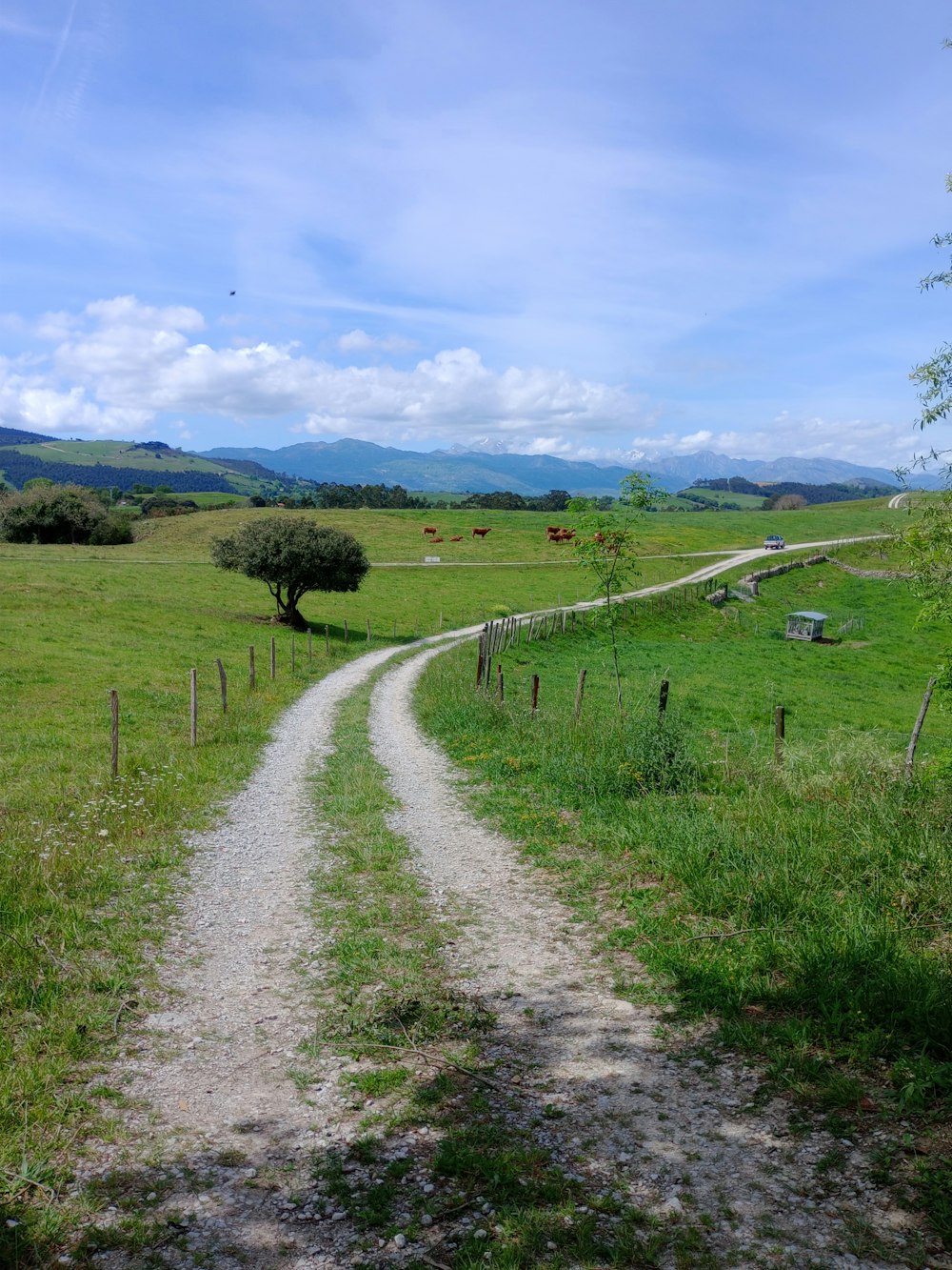 a dirt road going through a lush green field