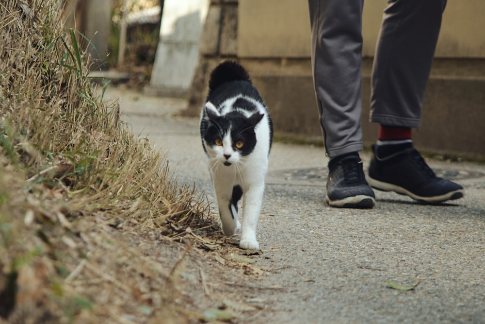 a black and white cat walking next to a person