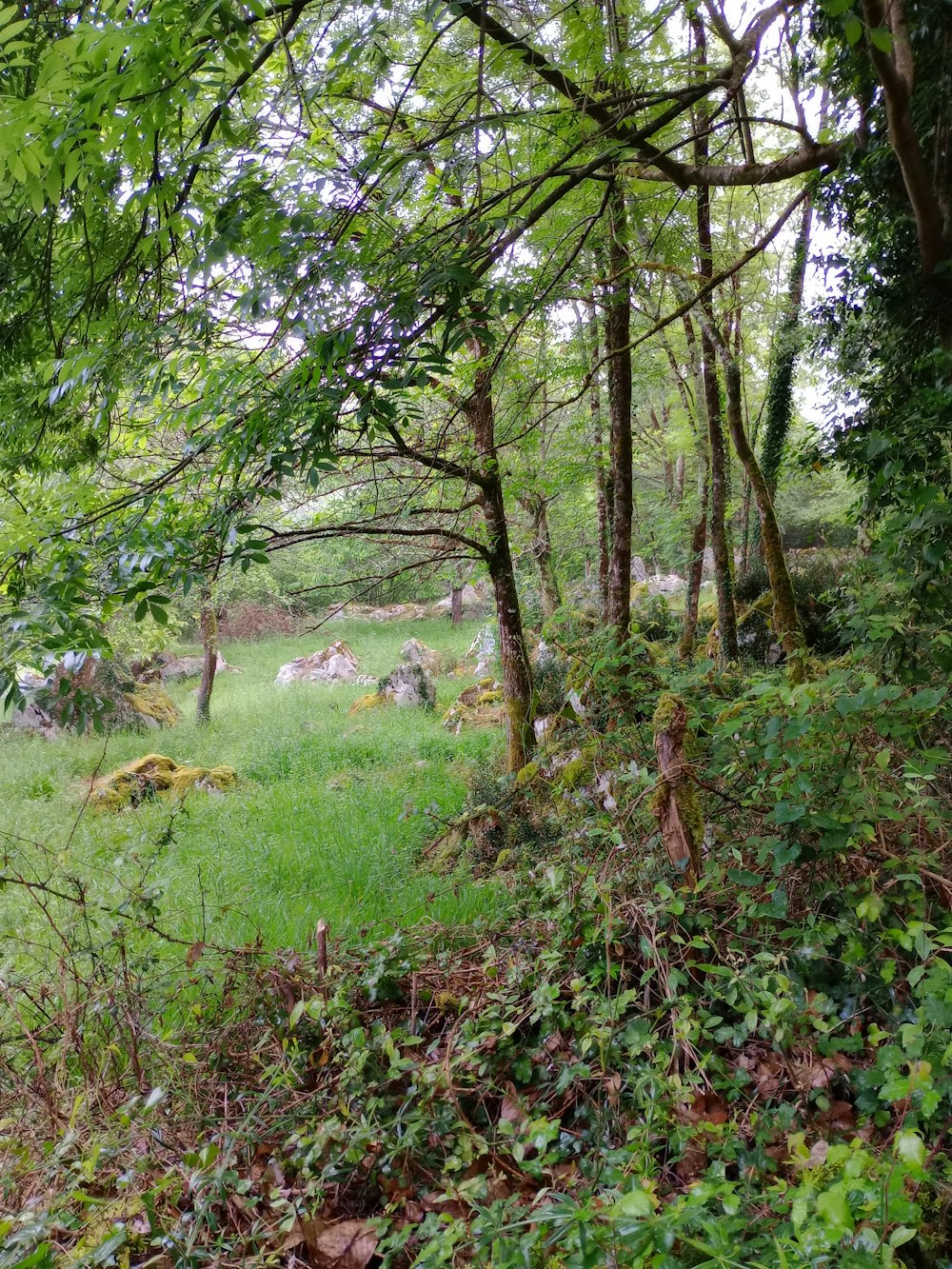 a grassy area with trees and rocks in the background