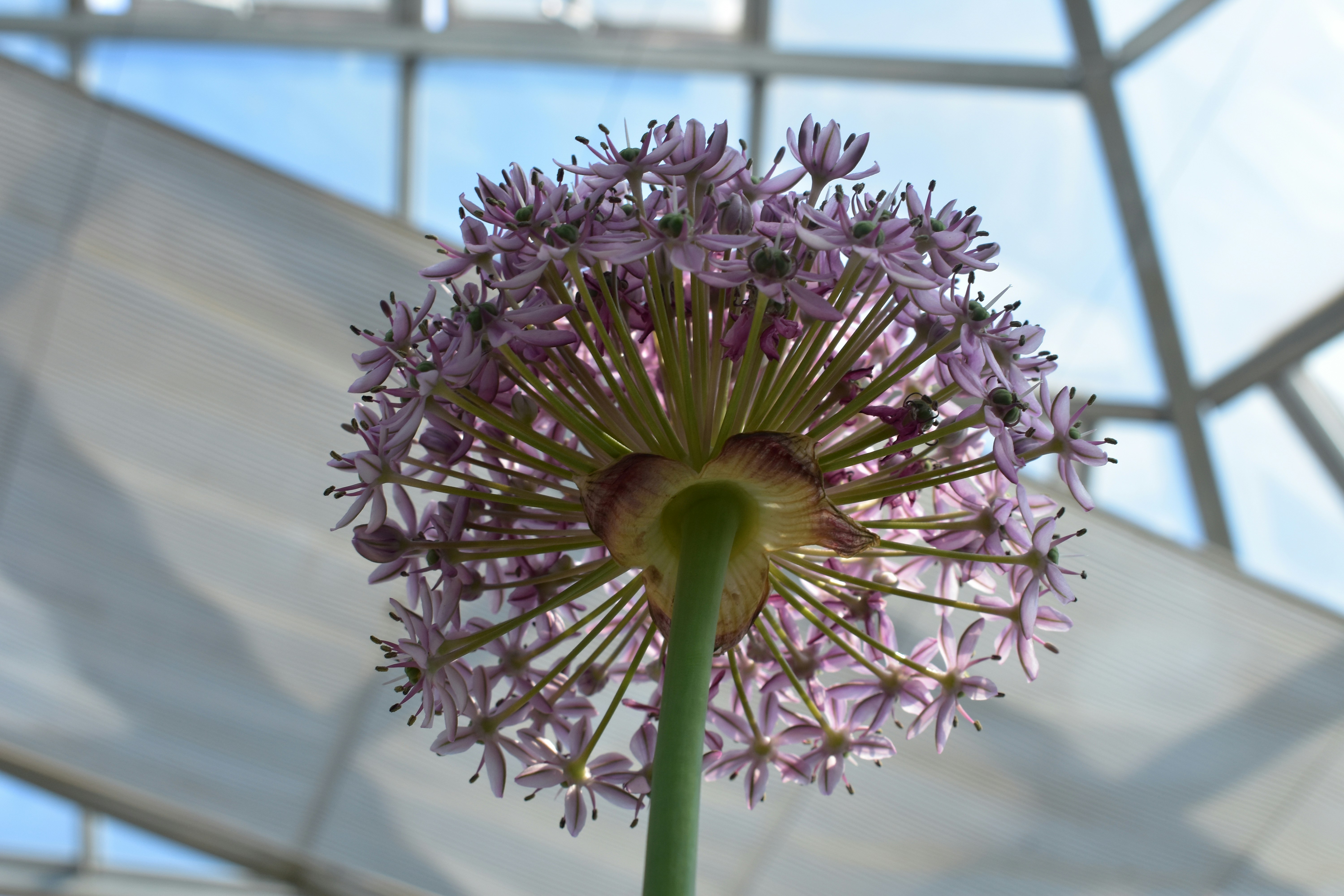 a close up of a purple flower with a sky background