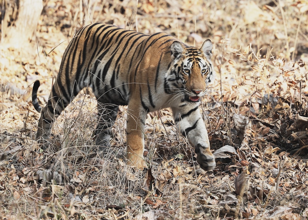 a tiger walking through a dry grass field