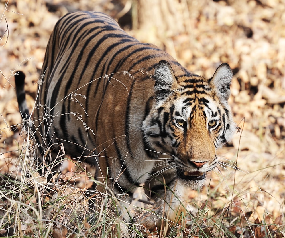 a tiger walking through a leaf covered forest