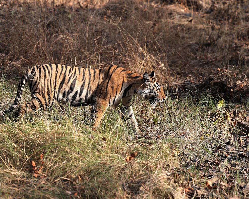 a tiger walking through a dry grass covered field