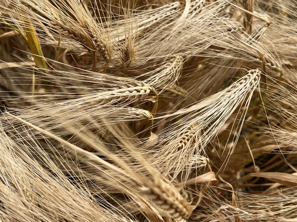 a close up of a bunch of wheat