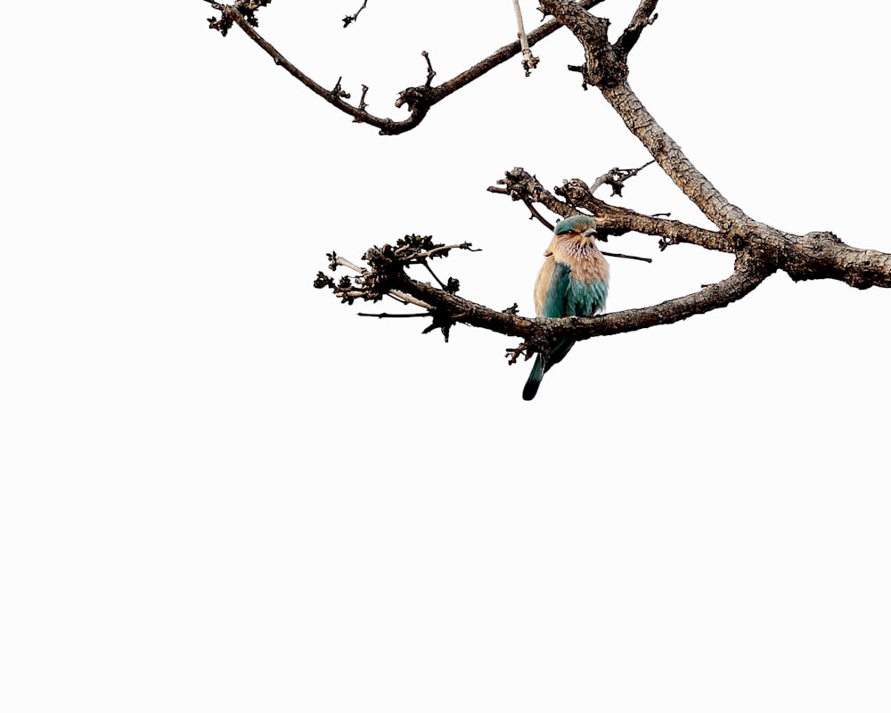 a bird sitting on a branch of a tree