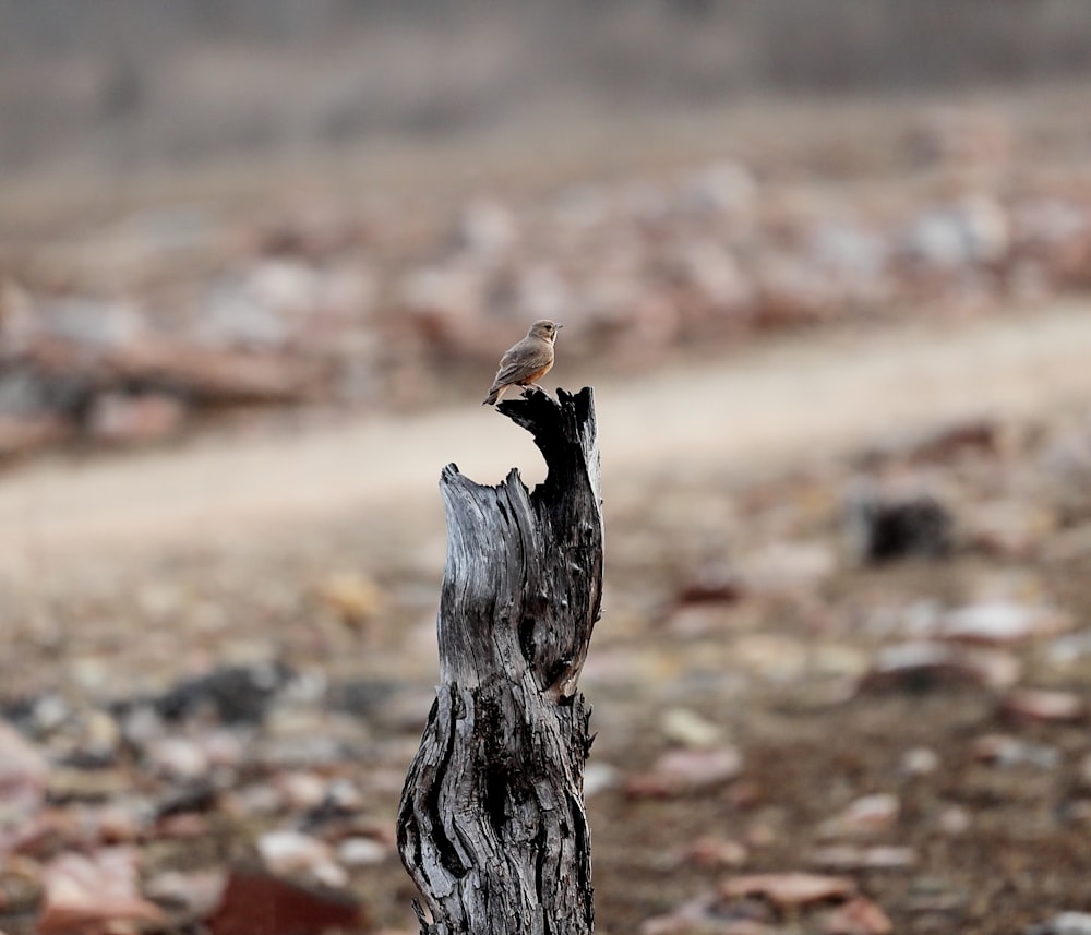 a small bird sitting on top of a tree stump