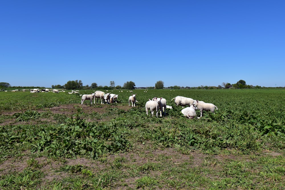 a herd of sheep grazing on a lush green field