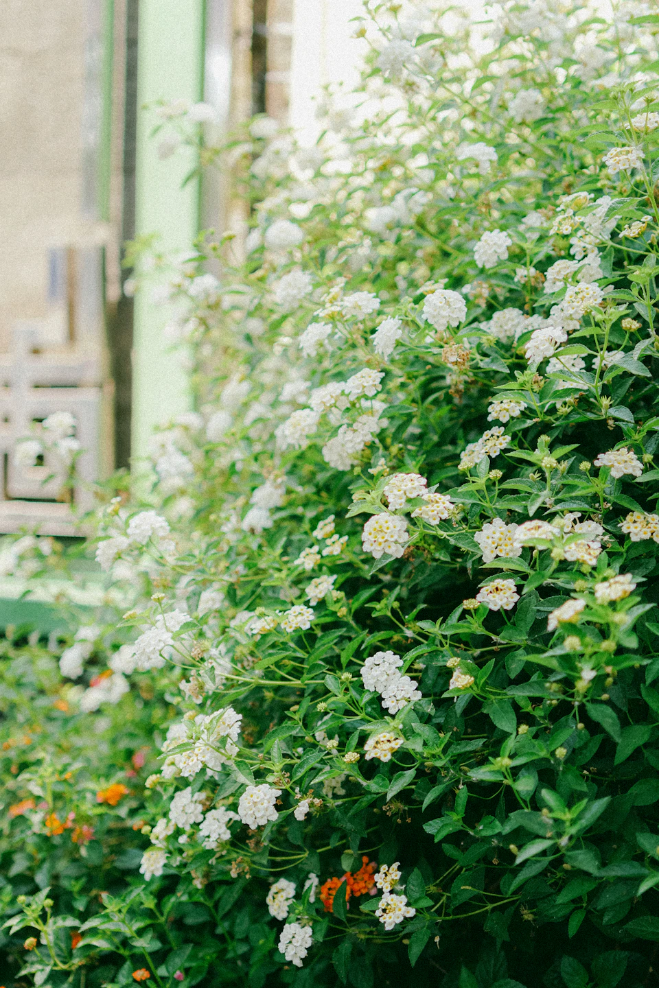 Lush garden scene with white lilies in foreground, surrounded by green leaves and foliage