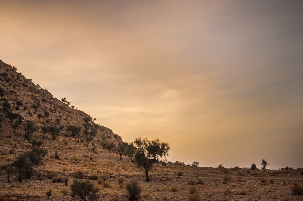 a hill with a tree on top of it