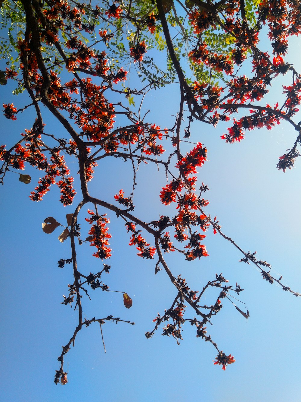 a tree with red flowers and a blue sky in the background
