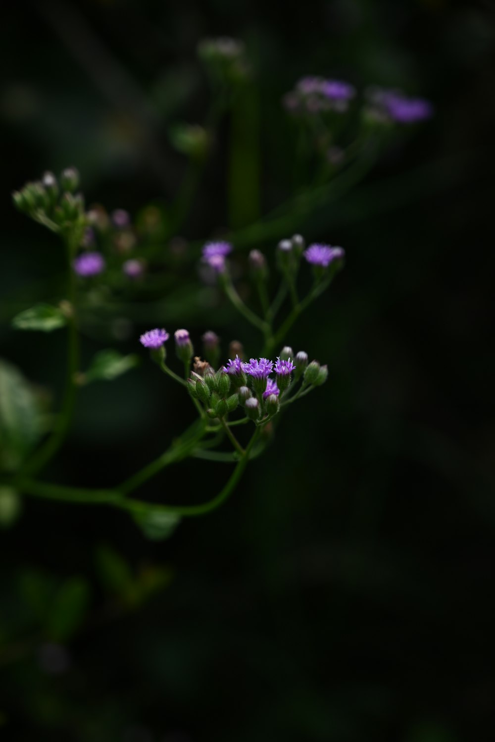 a close up of a plant with purple flowers