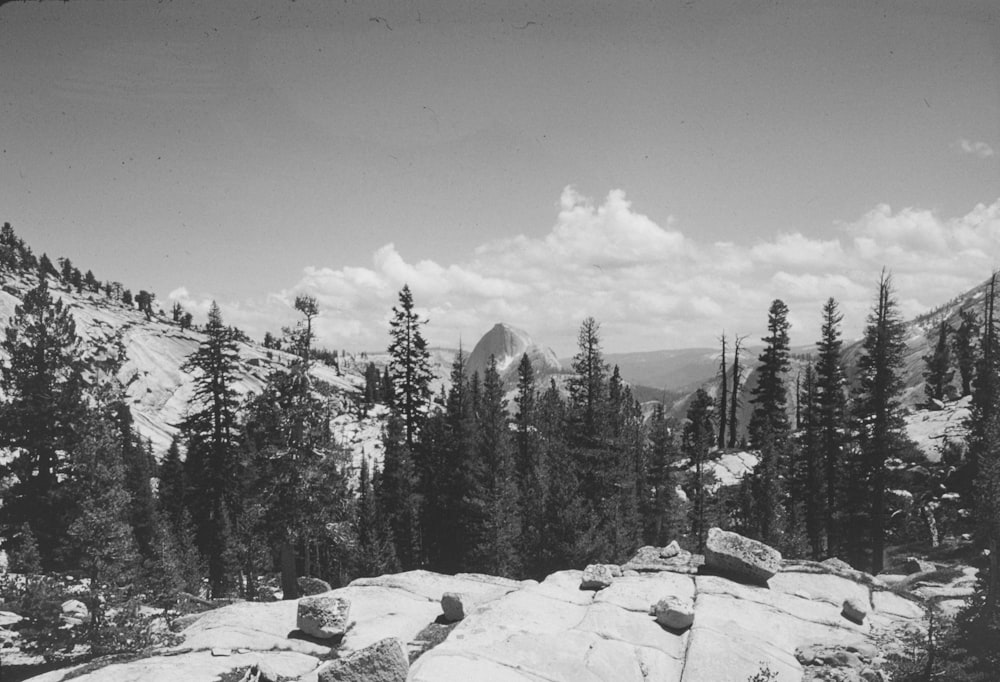 a black and white photo of trees and rocks
