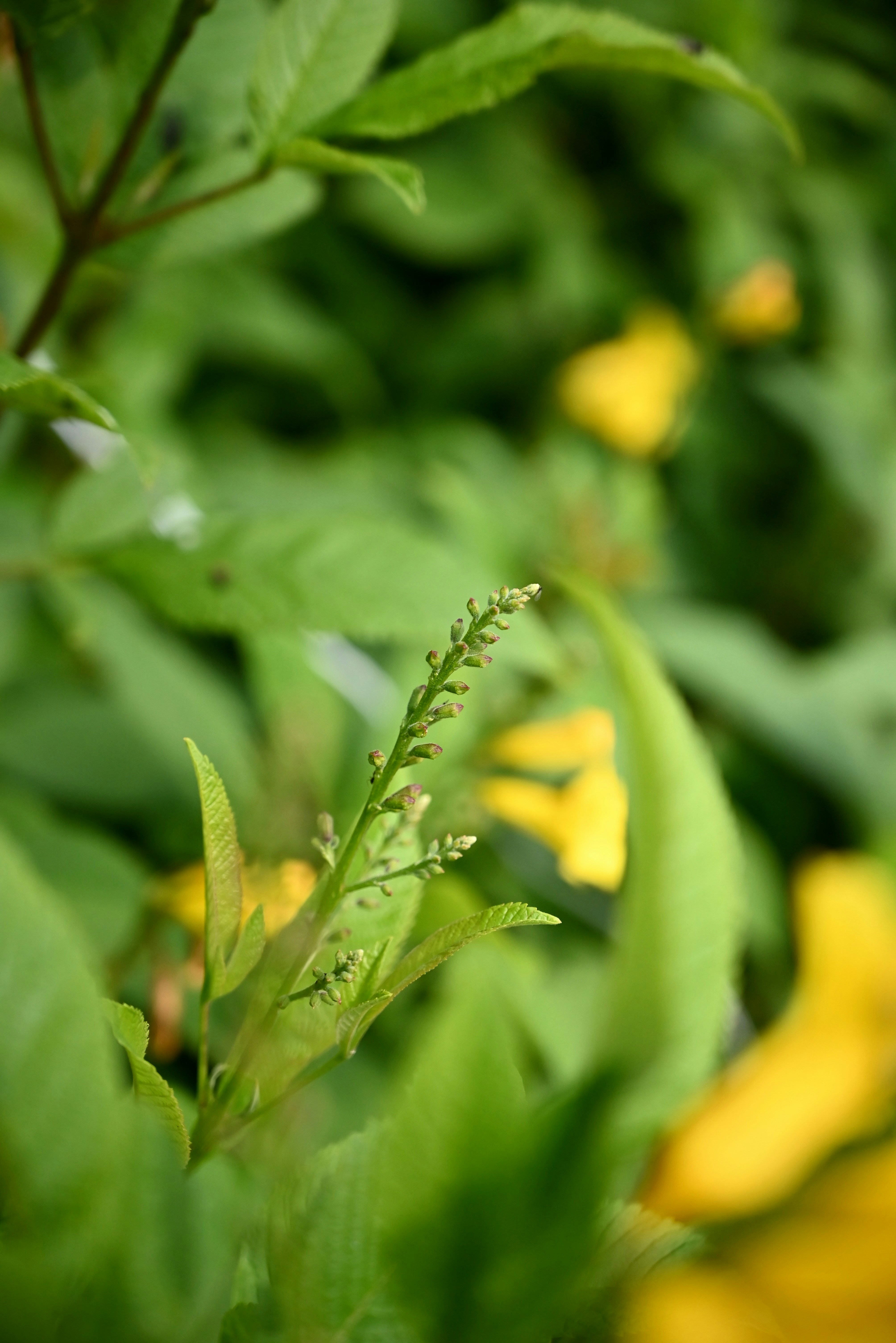 a close up of a plant with yellow flowers in the background