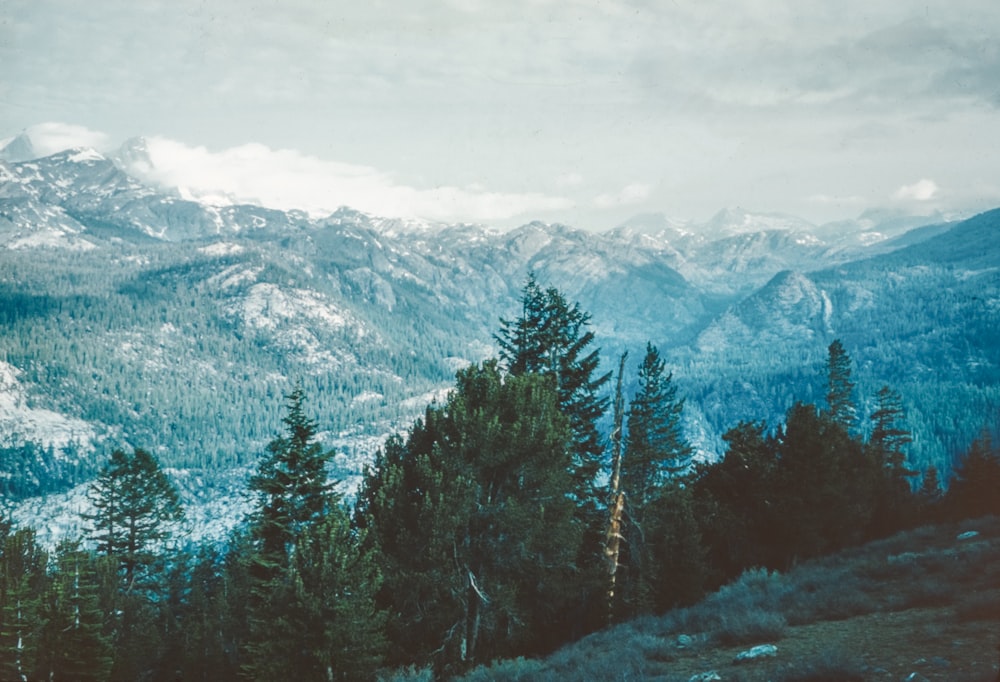 a scenic view of a mountain range with pine trees in the foreground