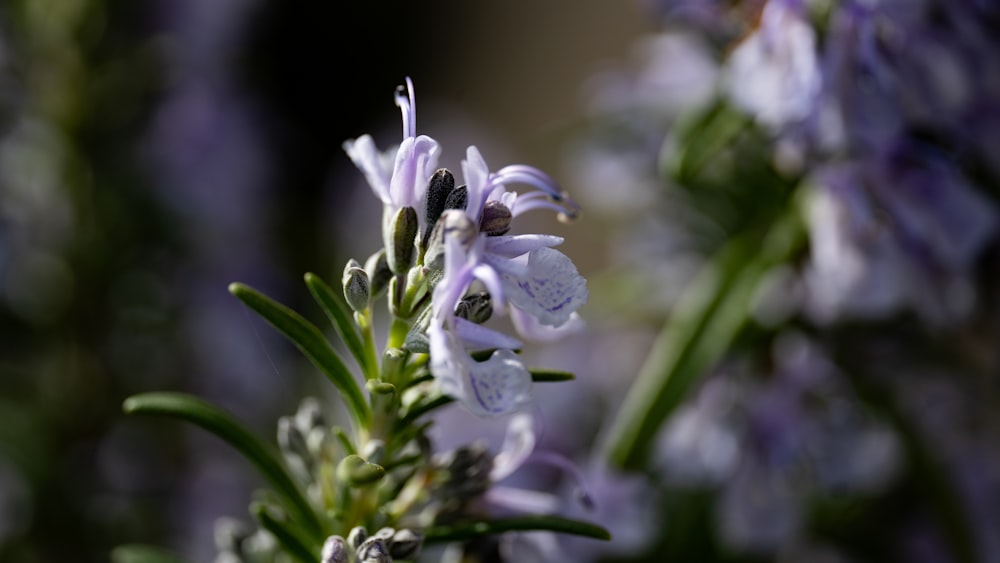 a close up of a plant with purple flowers