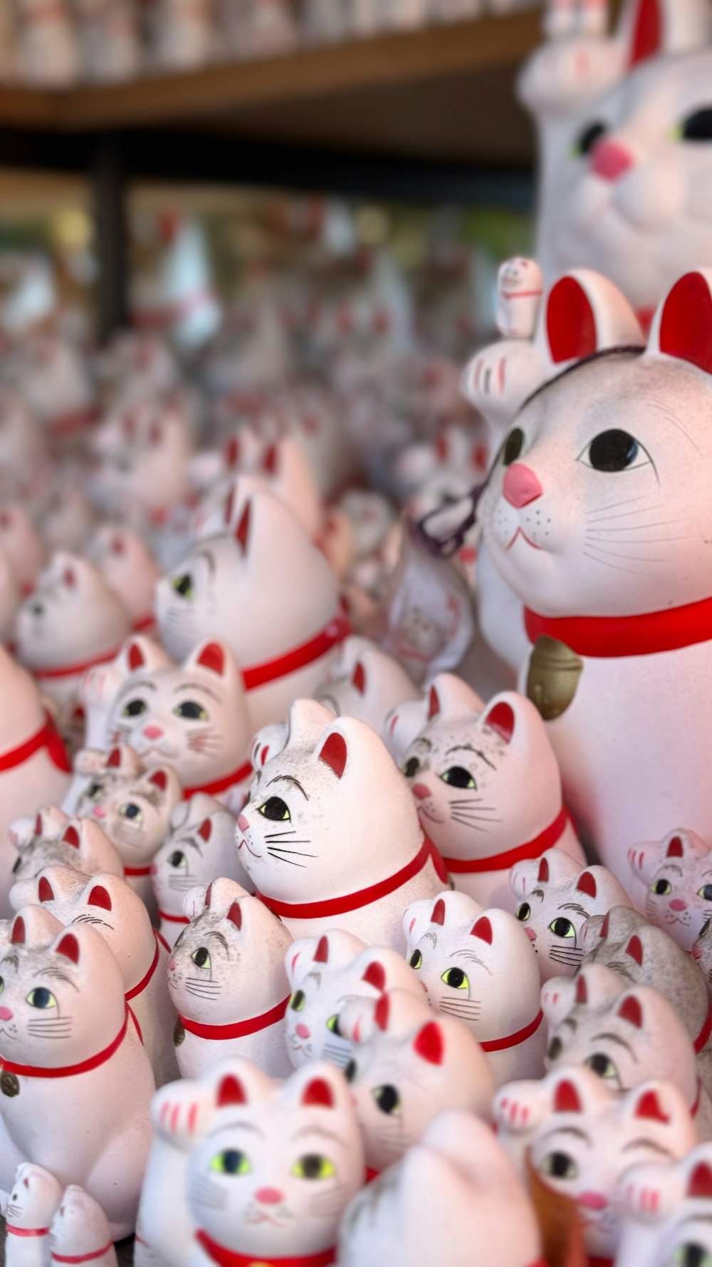 a large group of white cats with red collars