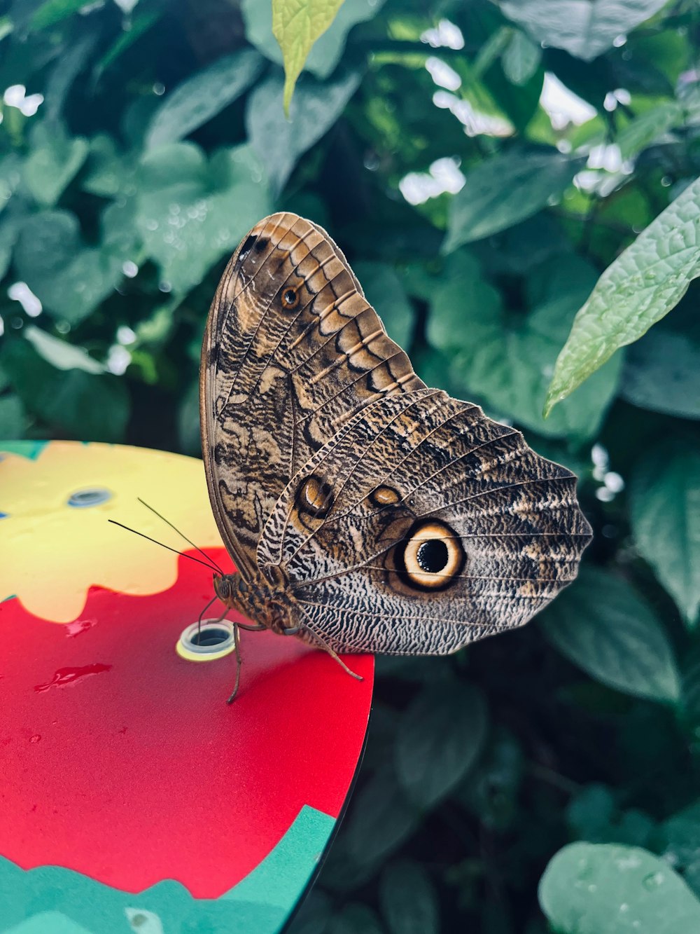 a butterfly sitting on top of a colorful object